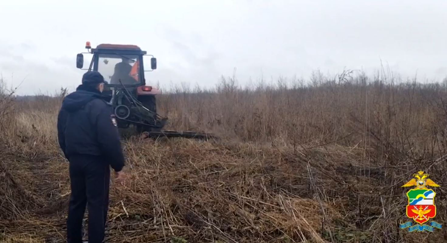 В Новокузнецком районе уничтожили полгектара дикорастущей конопли