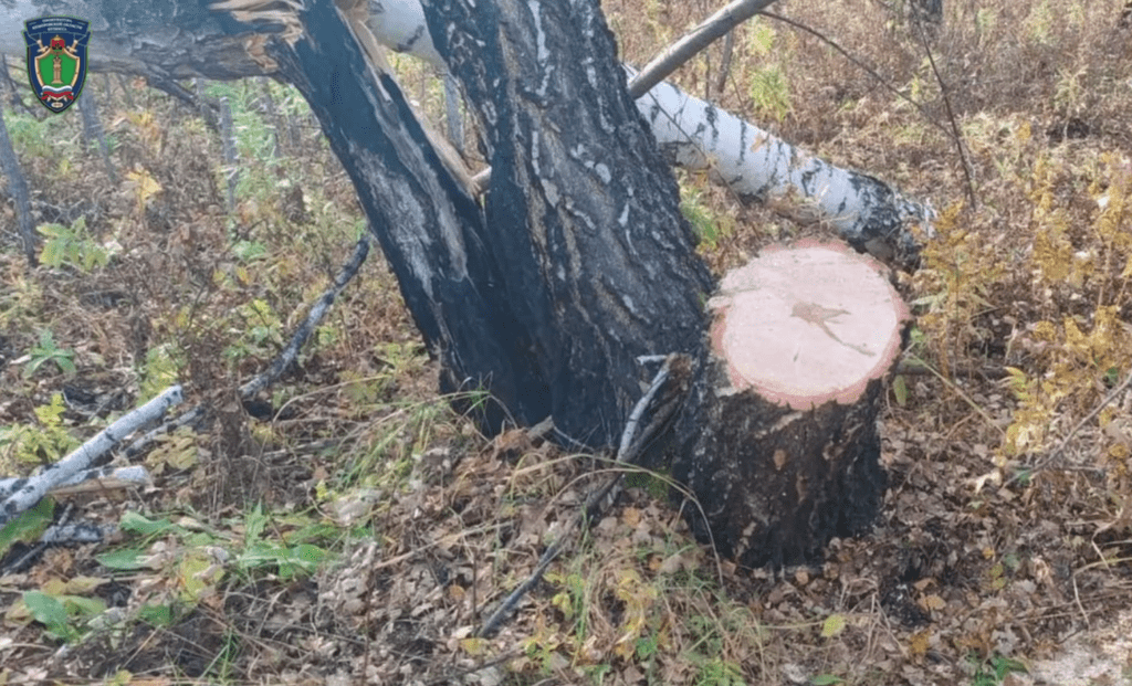 За самовольную вырубку берез на кузбассовца завели  уголовное дело