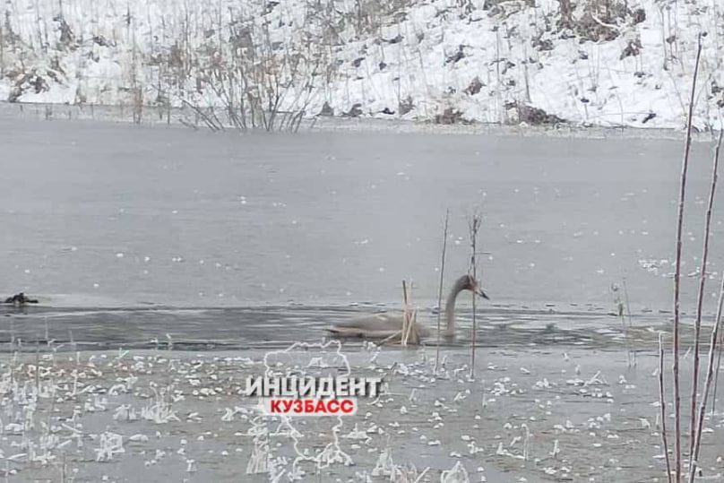 Кемеровчане переживают за жизнь одинокого лебедя