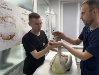 У спасённого кемеровского лебедя обнаружили в крыле дробь
