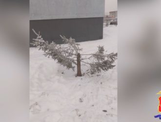 В Кемерове задержали «елочного» вора