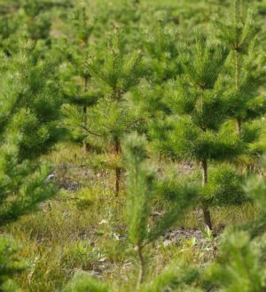 Кузбасс получит 920 миллионов на восстановление лесов