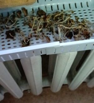 Кузбассовца задержали за попытку продажи наркогрибов