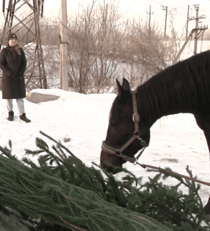 В Новокузнецке новогодние елки отвезли лошадям на лакомство