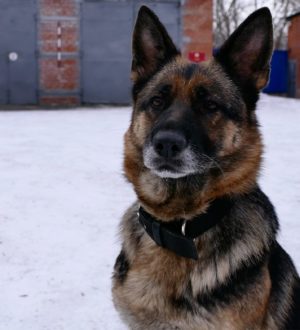 В Кузбассе впервые наградят служебных собак