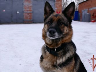 В Кузбассе впервые наградят служебных собак