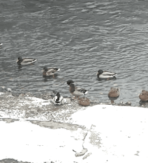 В Новокузнецке пересчитали уток