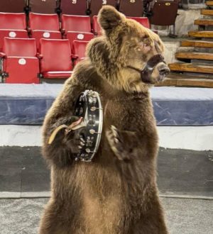 В новокузнецком цирке полиция устроила проверку после сообщения зрителей о жестоком обращении с медведицей