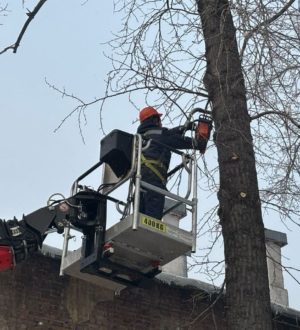 В Новокузнецке идет ликвидация аварийных деревьев