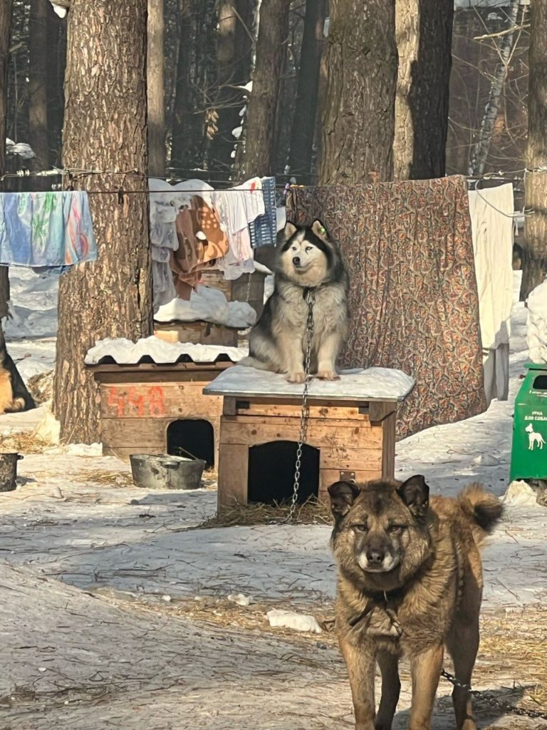 Новокузнечане помогают приюту для животных