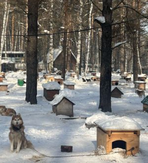 Новокузнечане помогают приюту для животных