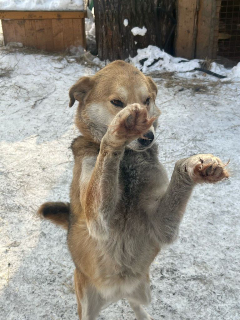 Новокузнечане помогают приюту для животных