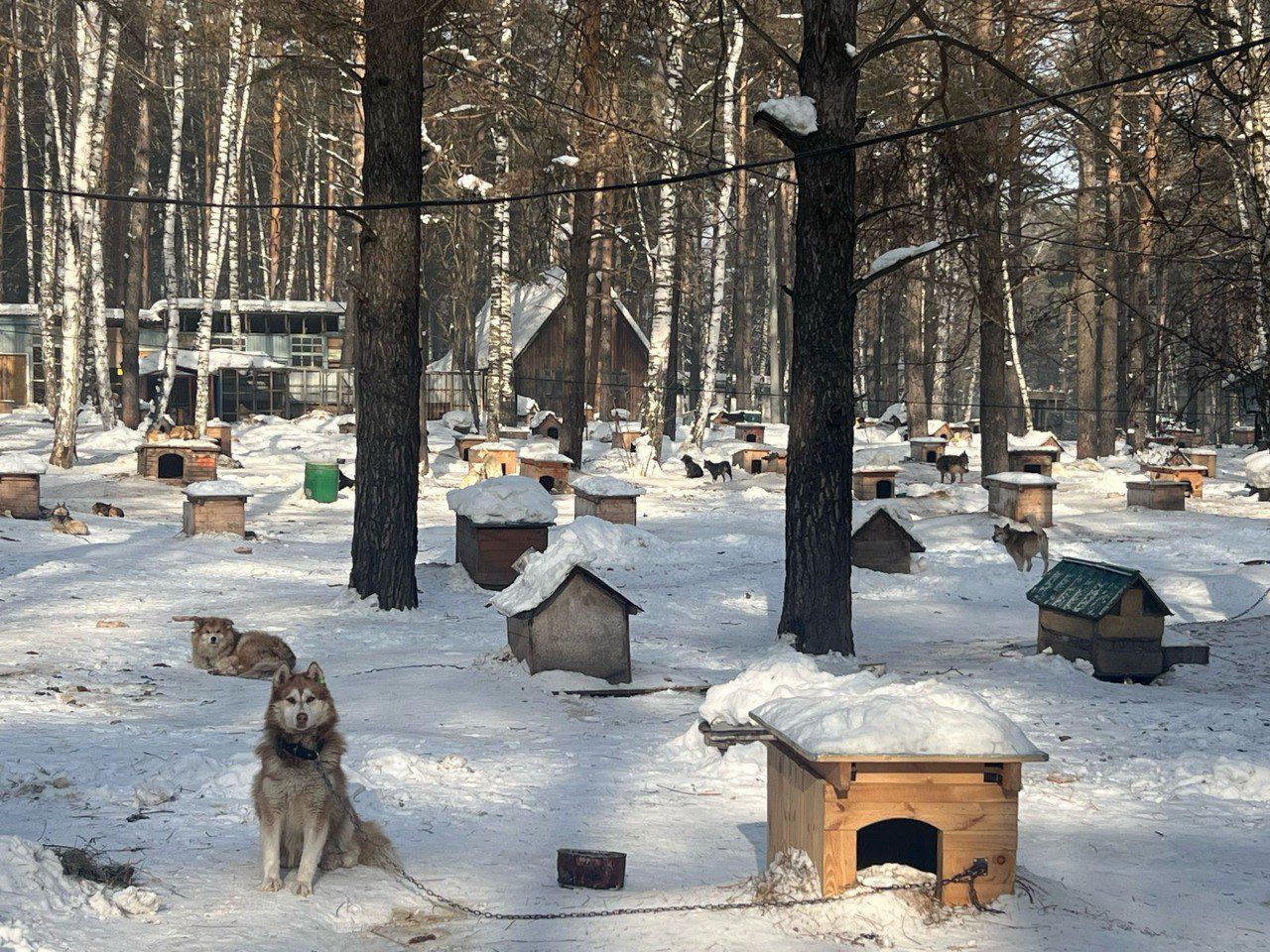 Новокузнечане помогают приюту для животных