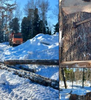 Житель Красноярского края незаконно срубил кедры в Кузбассе
