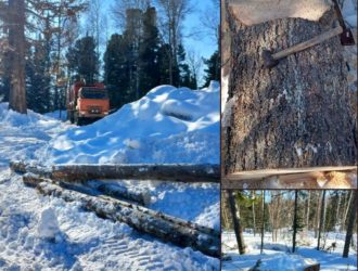 Житель Красноярского края незаконно срубил кедры в Кузбассе