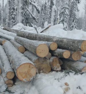 Нелегальный лесозаготовщик пойдет под суд в Гурьевском округе