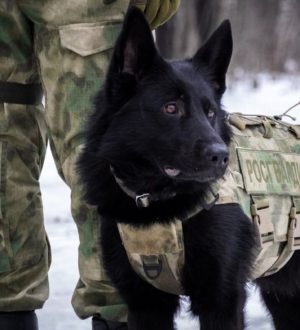 Первый в России марш служебных собак пройдет сегодня в Кемерове