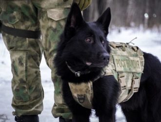 Первый в России марш служебных собак пройдет сегодня в Кемерове