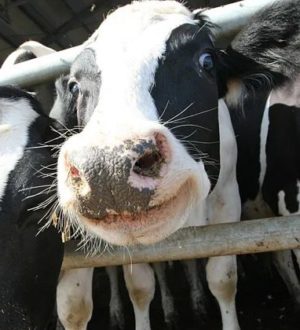 Карантин из-за бешенства ввели в селе Гурьевского округа