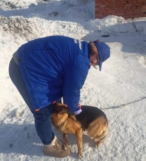 Еще один очаг бешенства зафиксировали в Кузбассе