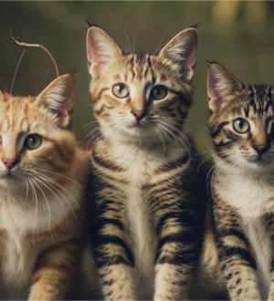 Кемеровские музыканты проведут благотворительный концерт в поддержку приюта для животных