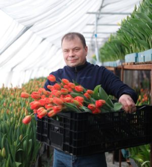 Кузбасский горняк вырастил в домашних теплицах 100 тысяч тюльпанов