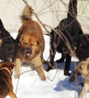 В Новокузнецке ввели режим экстраординарной ситуации из-за бродячих собак