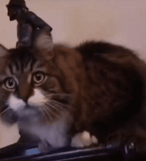 Музейный кот из Новокузнецка выиграл в онлайн-конкурсе Минкульта РФ