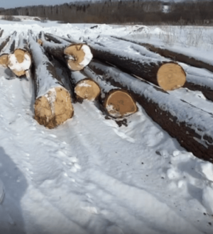 «Черный» лесоруб в Тяжинском округе напилил деревьев почти на 1 млн рублей и на уголовное дело