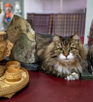 Музейный кот из Новокузнецка пробился в финал всероссийского конкурса «Хвостатый хранитель 2.0»