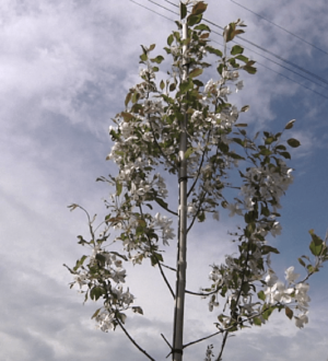 «Сад Памяти»: в Новокузнецке планируется высадить более 1000 деревьев и кустарников