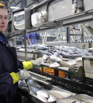 80 студентов из 15 регионов России работают на рыбообрабатывающих заводах на Сахалине