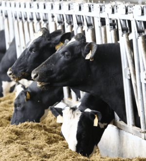 Жительница Анжеро-Судженска украла деньги, выделенные на строительство коровника