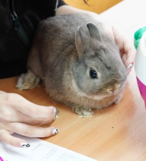 Увлеченные сельским хозяйством юные кузбассовцы поборются за путевки на всероссийский слет «АгроСтарт»