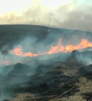 18 лесных пожаров потушили в Кузбассе с начала года