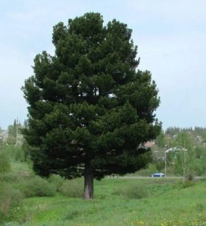 Кузбассовцев приглашают проголосовать за кедр-старожил из Березовского