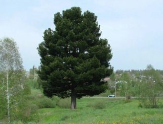 Кузбассовцев приглашают проголосовать за кедр-старожил из Березовского