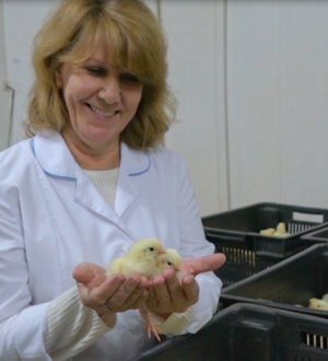 В Мысках оптимизируют производство мяса птицы