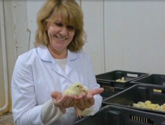 В Мысках оптимизируют производство мяса птицы