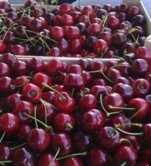 «Есть можно»: в Кузбассе проверили импортную черешню нового урожая