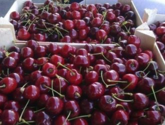 «Есть можно»: в Кузбассе проверили импортную черешню нового урожая