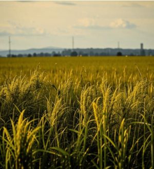 Посевная по злаковым культурам в Кузбассе выполнена почти на треть