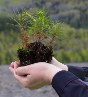 «Кузбассразрезуголь» высадил в Кемерове 60 000 деревьев