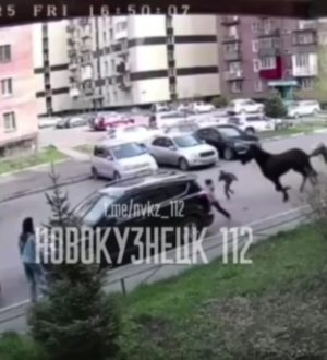 Сбившие ребенка во дворе многоэтажки лошади вызвали переполох в Новокузнецке
