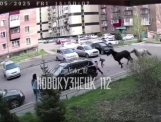 Сбившие ребенка во дворе многоэтажки лошади вызвали переполох в Новокузнецке