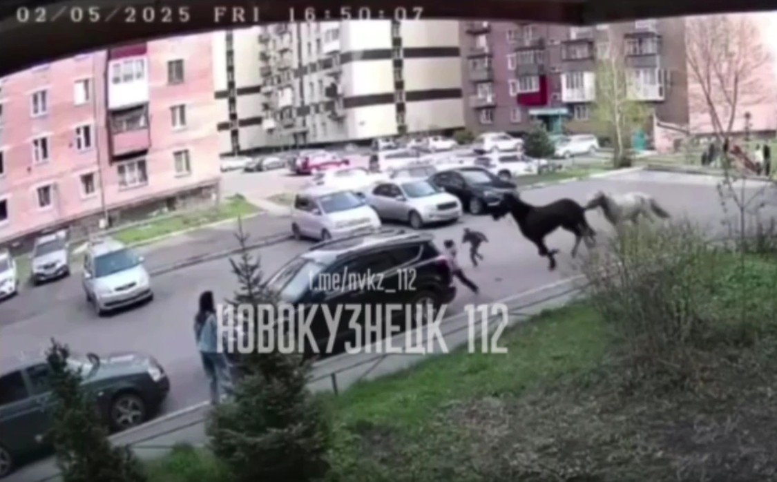 Сбившие ребенка во дворе многоэтажки лошади вызвали переполох в Новокузнецке