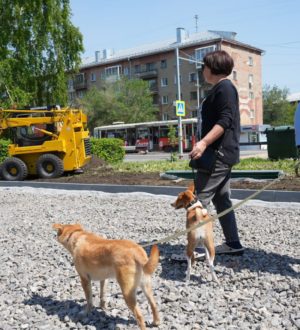 Площадку для собак на ул. Дзержинского в Кемерове ждут масштабные преобразования