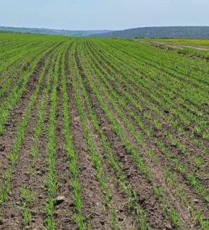 Селяне двух территорий Кузбасса раньше всех справились с посевной