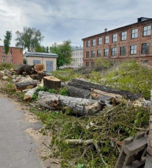 Угрожавшие жизни студентов тополя спилили в Кемерове по настоянию прокуратуры