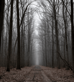 В Кузбассе экс-директора предприятия будут судить за экологическое преступление